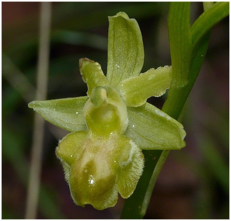 Apocromia in Ophrys sphegodes